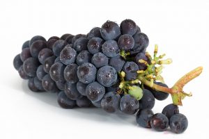 druer, blå næringsinnhold og vitaminer