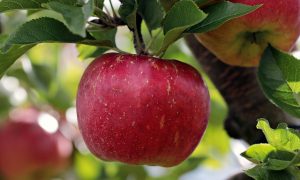 eple rød næringsinnhold og vitaminer